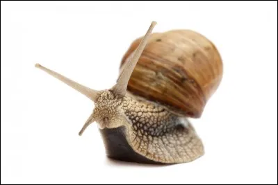 Savez-vous comment dit-on "escargot" à Rome ?