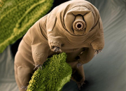 Quiz Le tardigrade