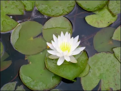 Un nénuphar double sa surface chaque jour. Au bout de sept jours, il a recouvert la moitié d'un étang. En combien de jours aura-t-il recouvert la totalité de l'étang ?
