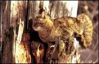 Quelle est sa longvit moyenne ?