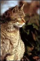 Quelle est,  90 %, sa nourriture principale ?