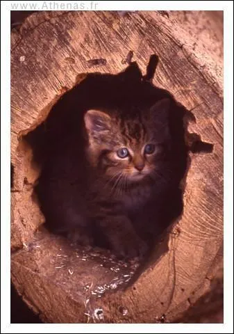 Combien de jours dure la gestation du chat forestier ?