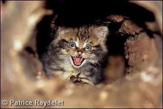 O, en France, trouve-t-on les chats forestiers ?