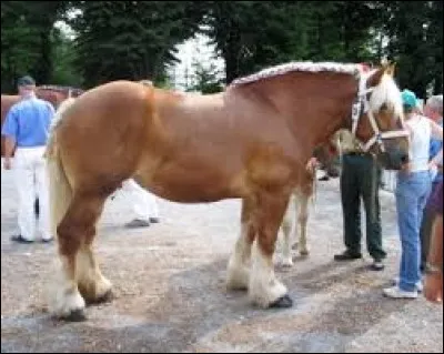 De quelle race de chevaux, le trait du nord est-il issu ?