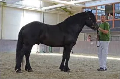Pour beaucoup de personnes comment est considéré le cheval highland ?