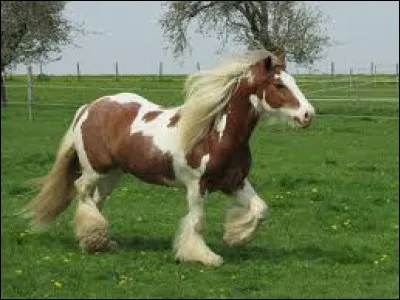 Dou vient le cheval cob ?