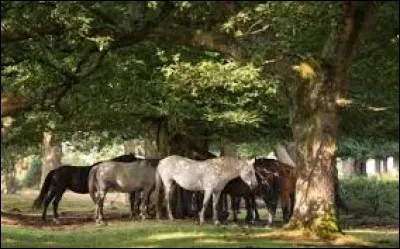 Comment est le new-forest ?