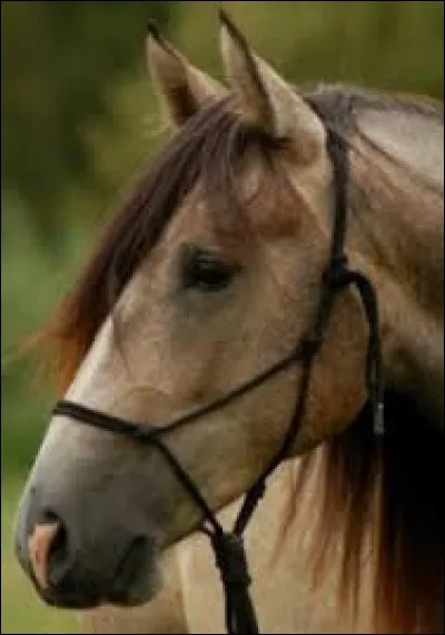 Quelles sont les robes du cheval barbe ?