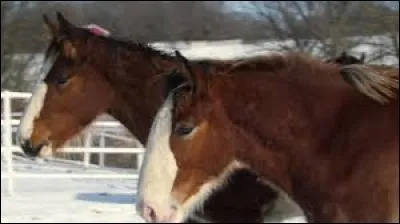 Pour quelle discipline le clydesdale est-il utilisé ?