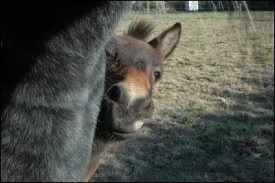 Pour quelle travail le poitevin mulassier est-il utilisé ?