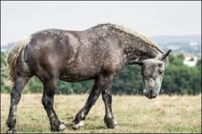 D'où vient le percheron ?