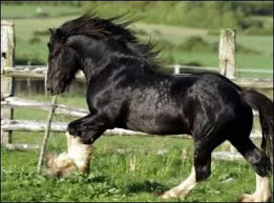 Jusqu'à combien de mètres le shire peut-il atteindre ?