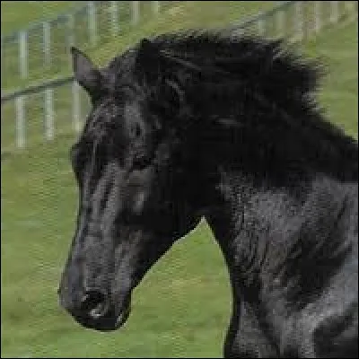 Comment est aussi appelé le holstein ?