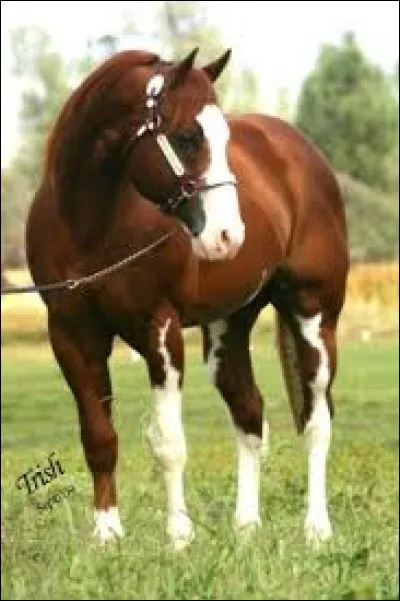 De quelle région vient le quarter horse ?