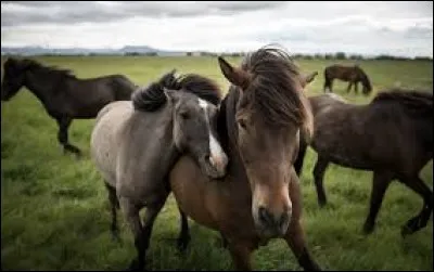 Pour quelles disciplines l'islandais est-il utilisé ?