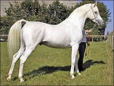 De quand date le stud-book de la race shagya ?