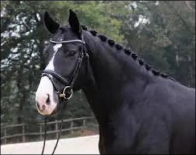 De quel pays le cheval westphalien est-il originaire ?