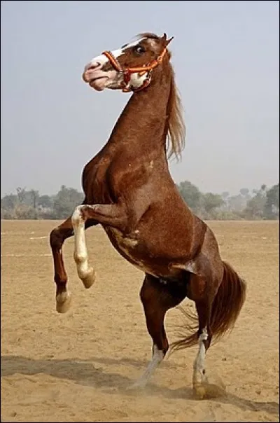 Comment sont les oreilles du kathiawari ?