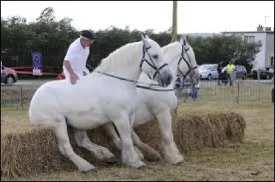 D'où vient le cheval boulonnais ?