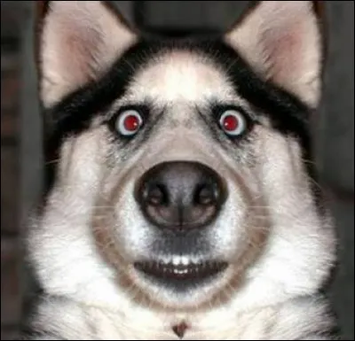 Photo de passeport d'un husky ! Combien de temps un passeport français est-il valable ?