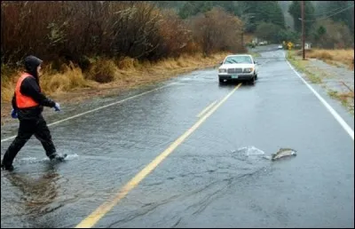 Un poisson qui traverse la route ! Lequel de ces poissons n'est pas un poisson d'eau froide ?