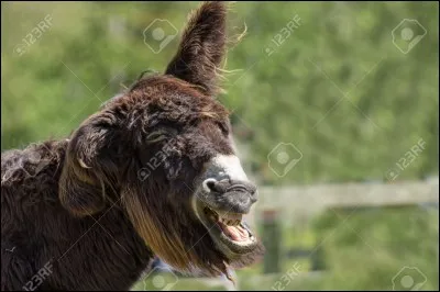 Avoir les oreilles d'âne !