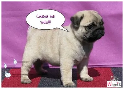 Quel était le nom du carlin, le chien familier de Joséphine de Beauharnais ?