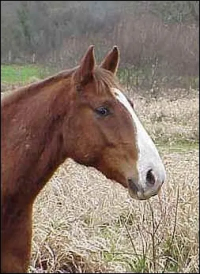 Le cheval un du mucus vert et a du mal à respirer par le nez, les yeux vitreux, quelle maladie a-t-il ?