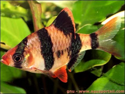 Où peut-on trouver des barbus de Sumatra ?