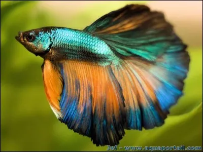 Le combattant, dans son milieu naturel, vit dans les eaux :