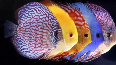 Le symphysodon est originaire :