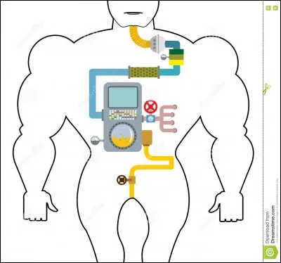 Partie du tube digestif située au-dessous du diaphragme, entre l'sophage et le duodénum.