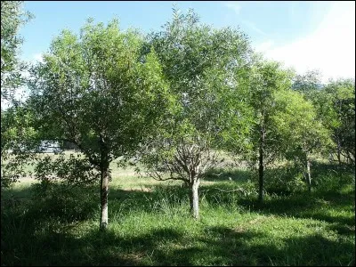 Bois brun verdâtre très dur.