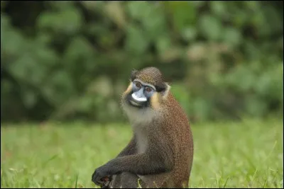 Singe membre de la nombreuse tribu des cercopithèques qui sont largement distribués dans les forêts d'Afrique tropicale.