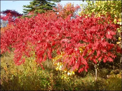 Arbre ou arbuste exotique riche en tanin, qui peut être vénéneux et provoquer de fortes démangeaisons en cas de contact avec la peau.