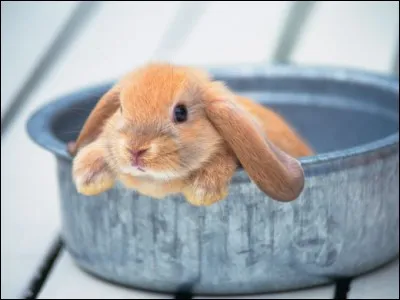 Tu trouves un animal blessé, qu'est-ce tu fais ?