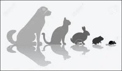 Cet animal est vert dans une célèbre comptine.