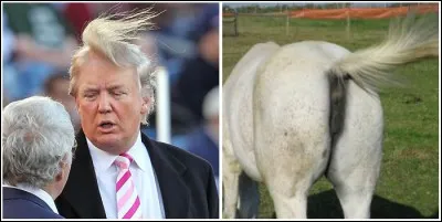 Il est en train de construire une ville nomm&eacute;e Trumpie :