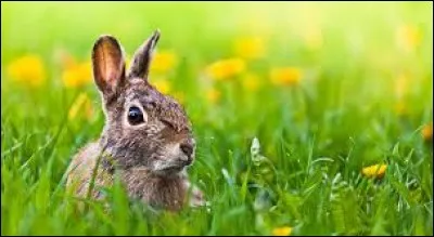 Quel animal glapit, jappe ou trompette ?