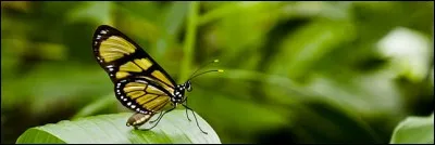 Combien les papillons adultes ont-ils de paires d'ailes ?