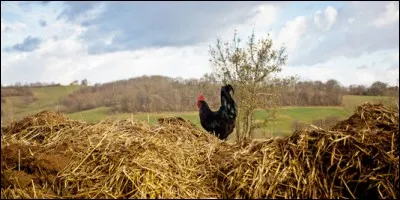 Quel oiseau gallinacé est la bartavelle, vivant dans les régions rocheuses relativement élevées ?