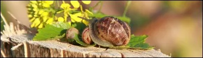 Quel nom désigne la bave qui permet à l'escargot de se déplacer en glissant ?