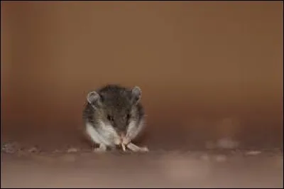 Quel mammifère presque aveugle a donné son nom à une couleur entre le gris foncé et le brun ?