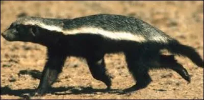 Comment peut-on également appeler le "blaireau à miel" ?