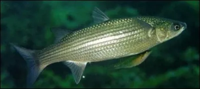 Quel poisson porte un nom synonyme d'âne ?