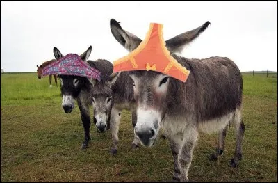 Quel vêtement portait l'âne du roman d'Henri Bosco. Ce fut également un feuilleton télévisé ?