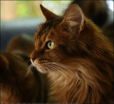 Ton animal favori est :