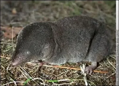 Quelle est la longueur de la queue de la grande musaraigne ?