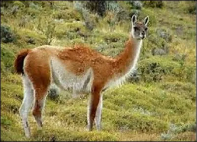 Quelle est la longueur de la queue du guanaco ?