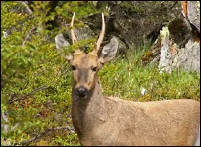 Quel est le poids du huemul ?
